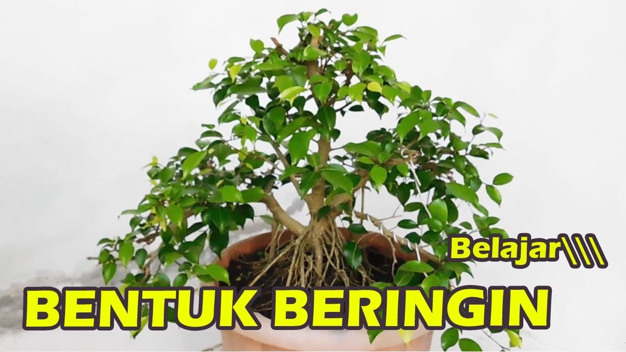 MEMBENTUK BAHAN BONSAI BERINGIN BENJAMINA (PEMULA)