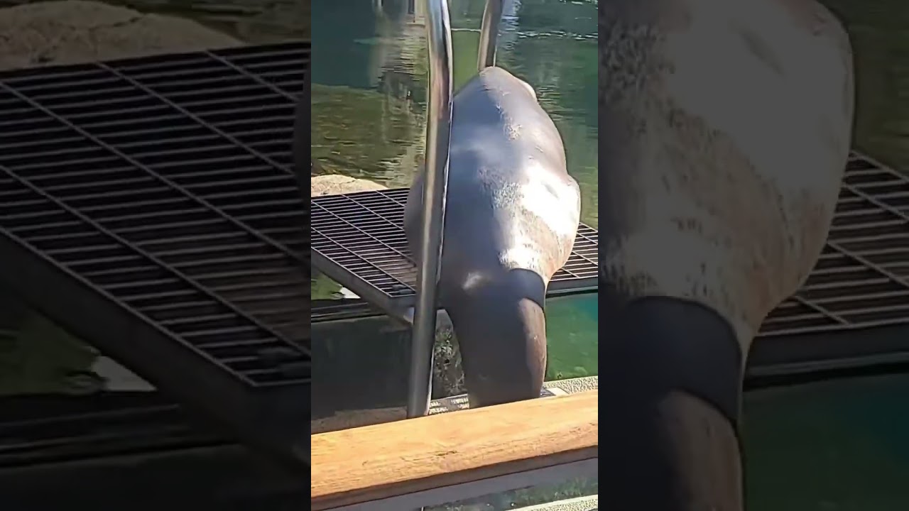 Newyork city Central Park zoo watch till end is funny wink😉