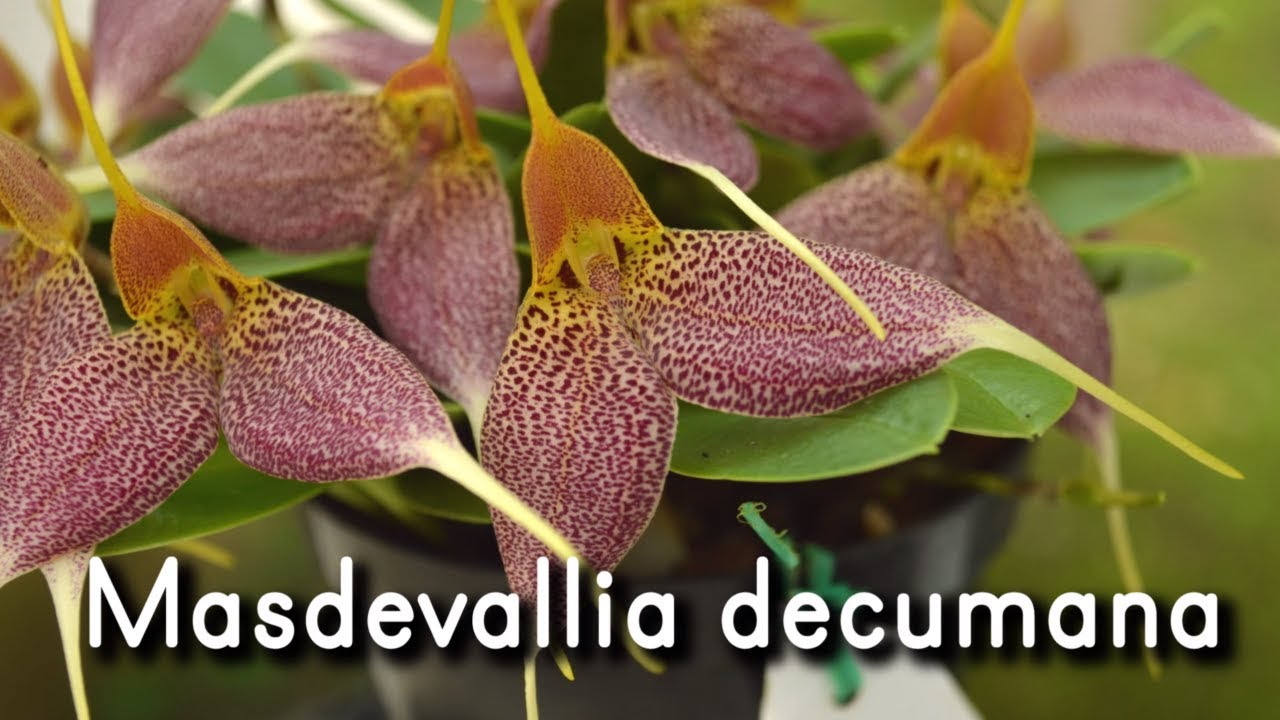 Orquídea Masdevallia decumana