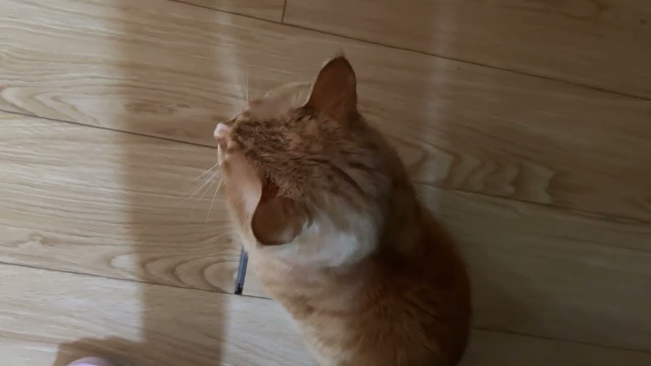 一日不见如隔三秋的喵