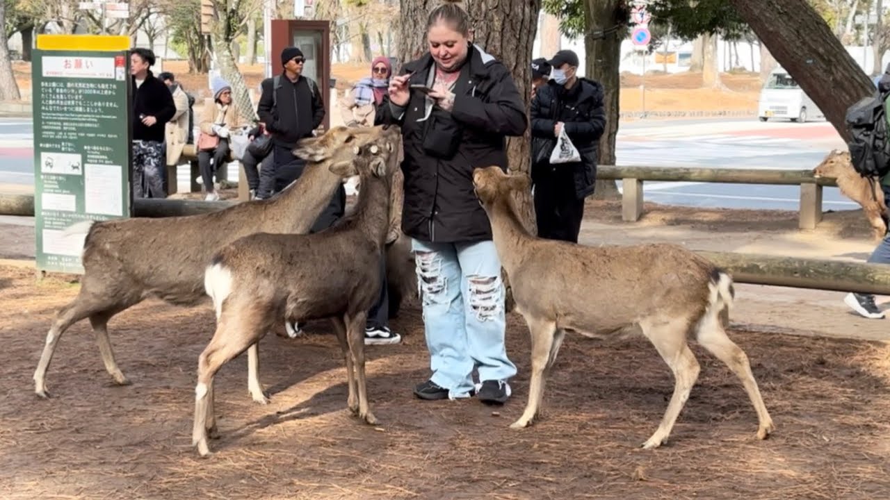 起き上がる鹿さん初めて見た外国人観光客の反応約奈長公園#narapark #naraparkjapan 