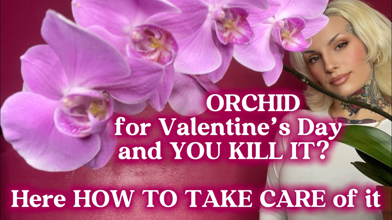 Orchid for Valentine’s Day | How to water an orchid | Orchid watering Care Guide in different pots 