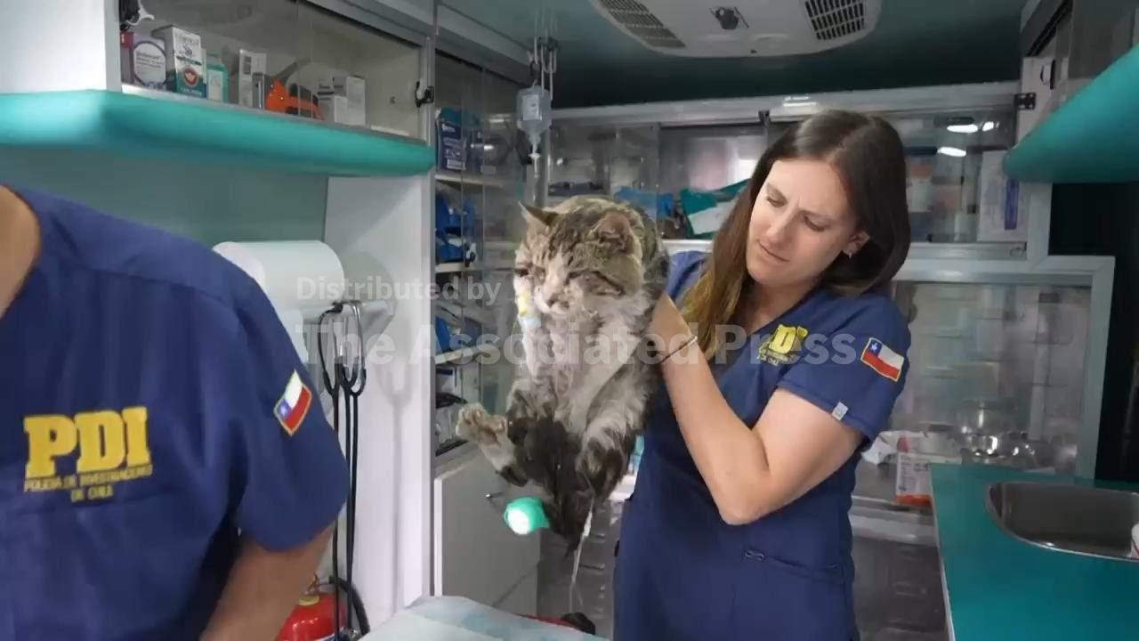 Police, volunteers help to give emergency care for animals injured by Chile wildfires