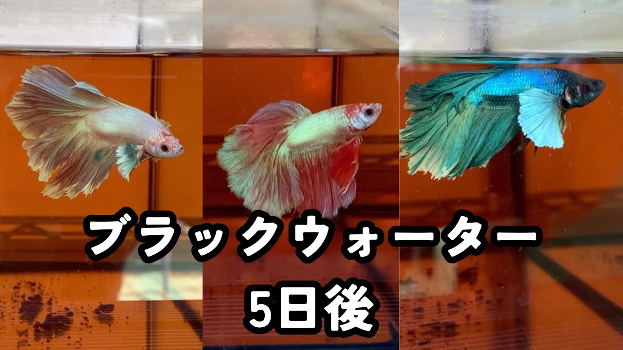 1週間放置したベタ、ブラックウォーター5日後の状態｜病気・衰弱の前に