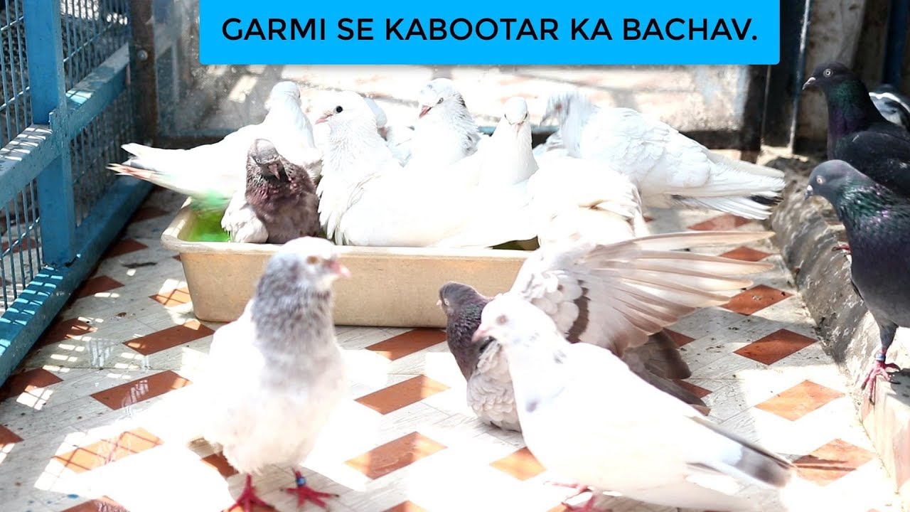 HOW TO PROTECT PIGEON'S IN SUMMER ? KABOOTAR KO LOO SE KAISE BACHAY ?