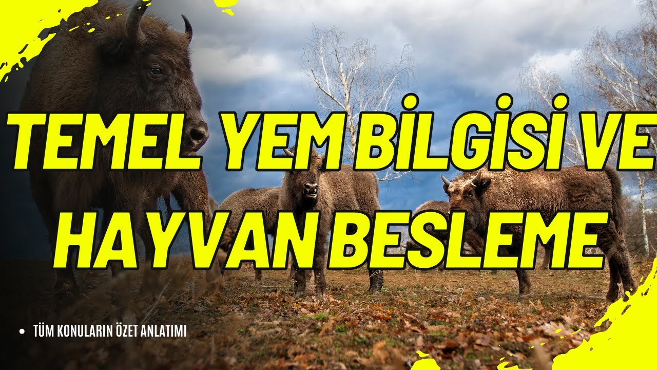 📺 Temel Yem Bilgisi ve Hayvan Besleme: Hayvan Besleme Sanatında Derinlemesine Bilgiler! 🎥