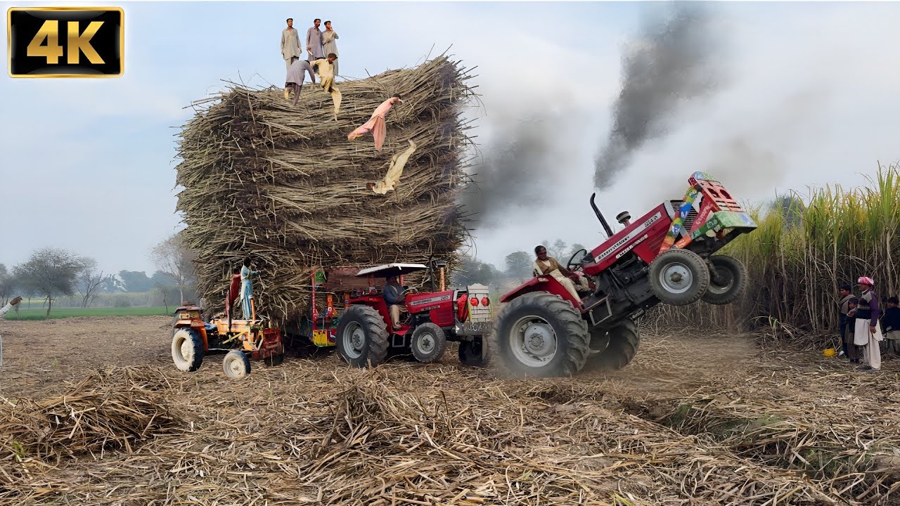 Extreme Torque! MF 385 Tractor Amazing Power 💪 | Tractors pulling sugarcane trolley in 4K | Falak 4k