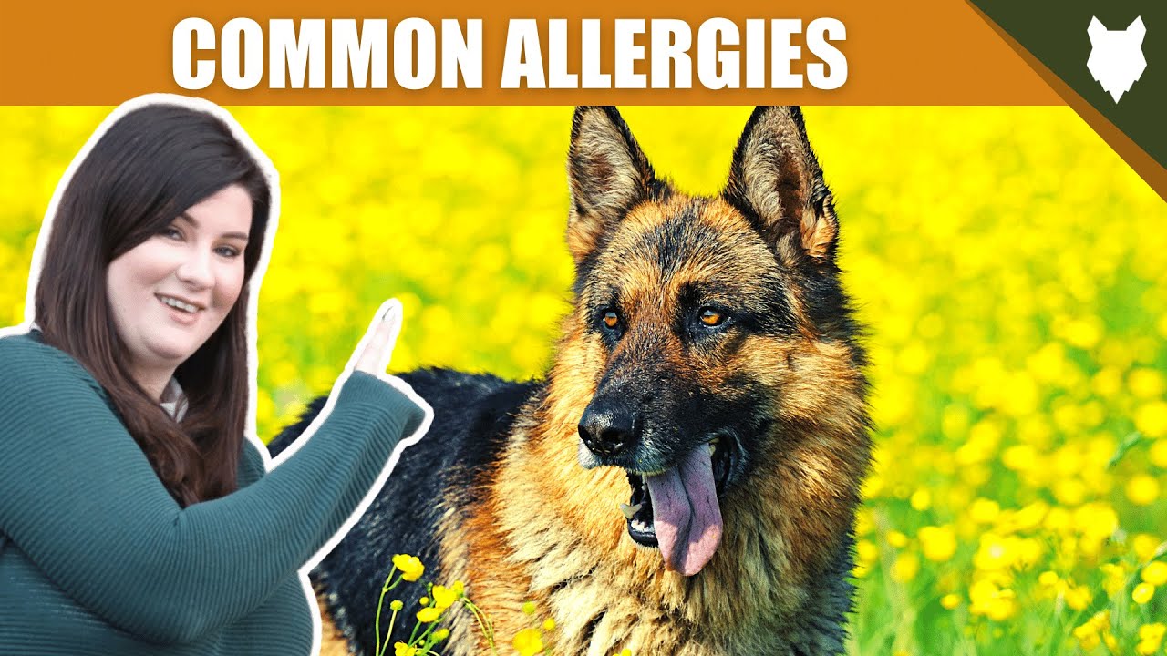 COMMON ALLERGIES FOR GERMAN SHEPHERD