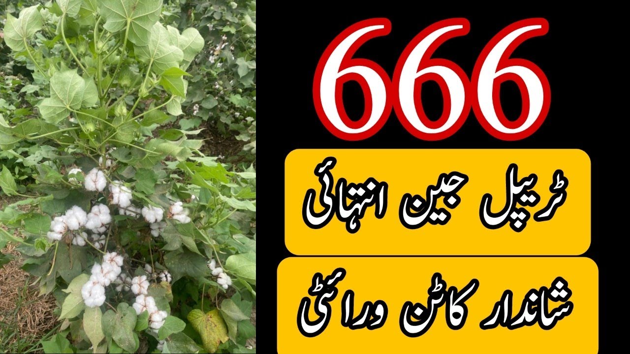 666 triple gene cotton variety || #cotton #agriculture #firstshort