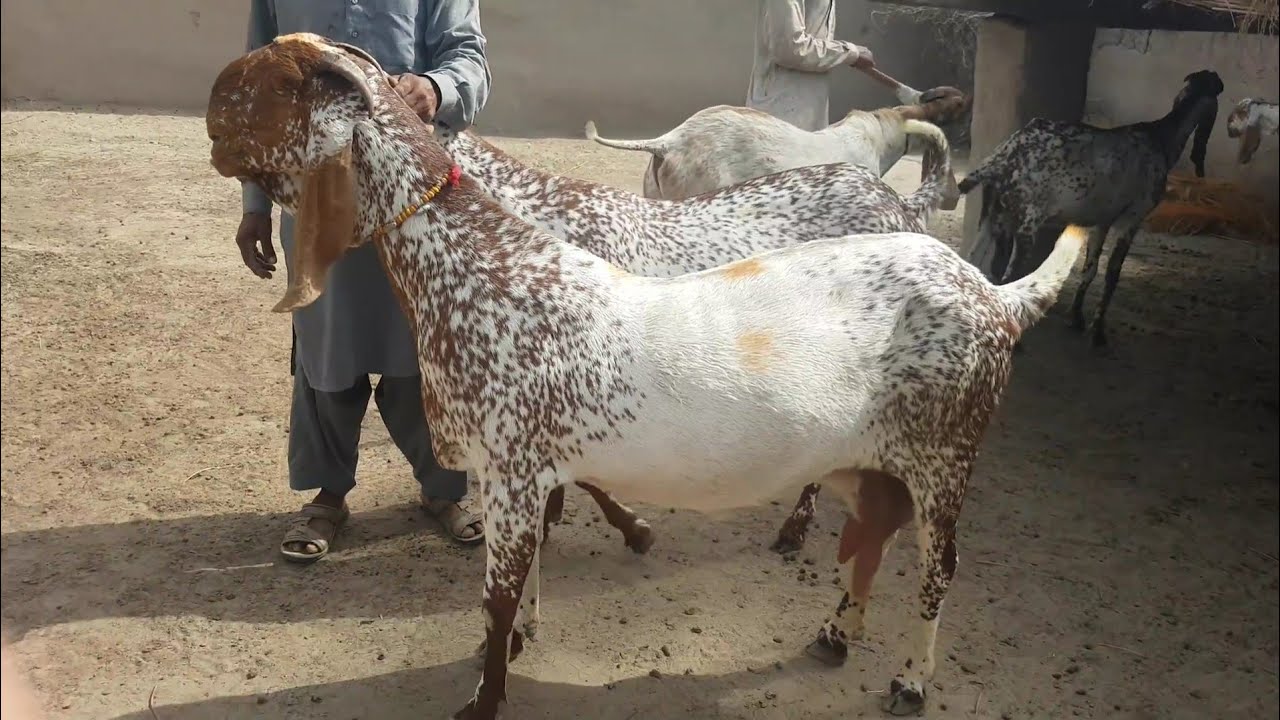 Makhi cheena herd