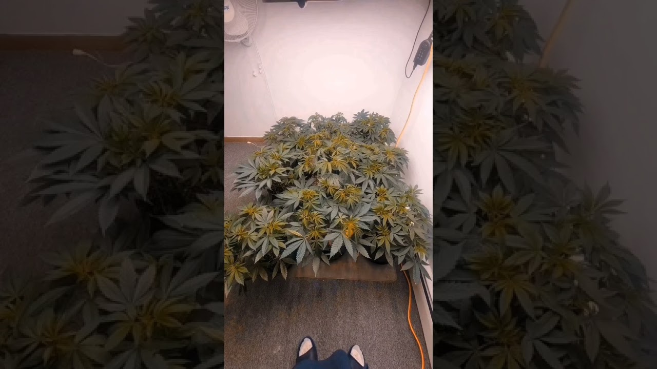 Timelapse From Day 21 Of Veg Thru Day 21 Of Flower!