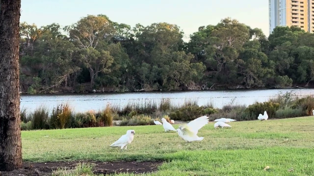 Hanging out with cockatoos on a summer evening at the Maylands Swan River foreshore 🤍 #australia