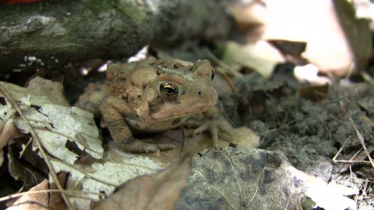 You’ll Miss This Frog—Until It Moves 