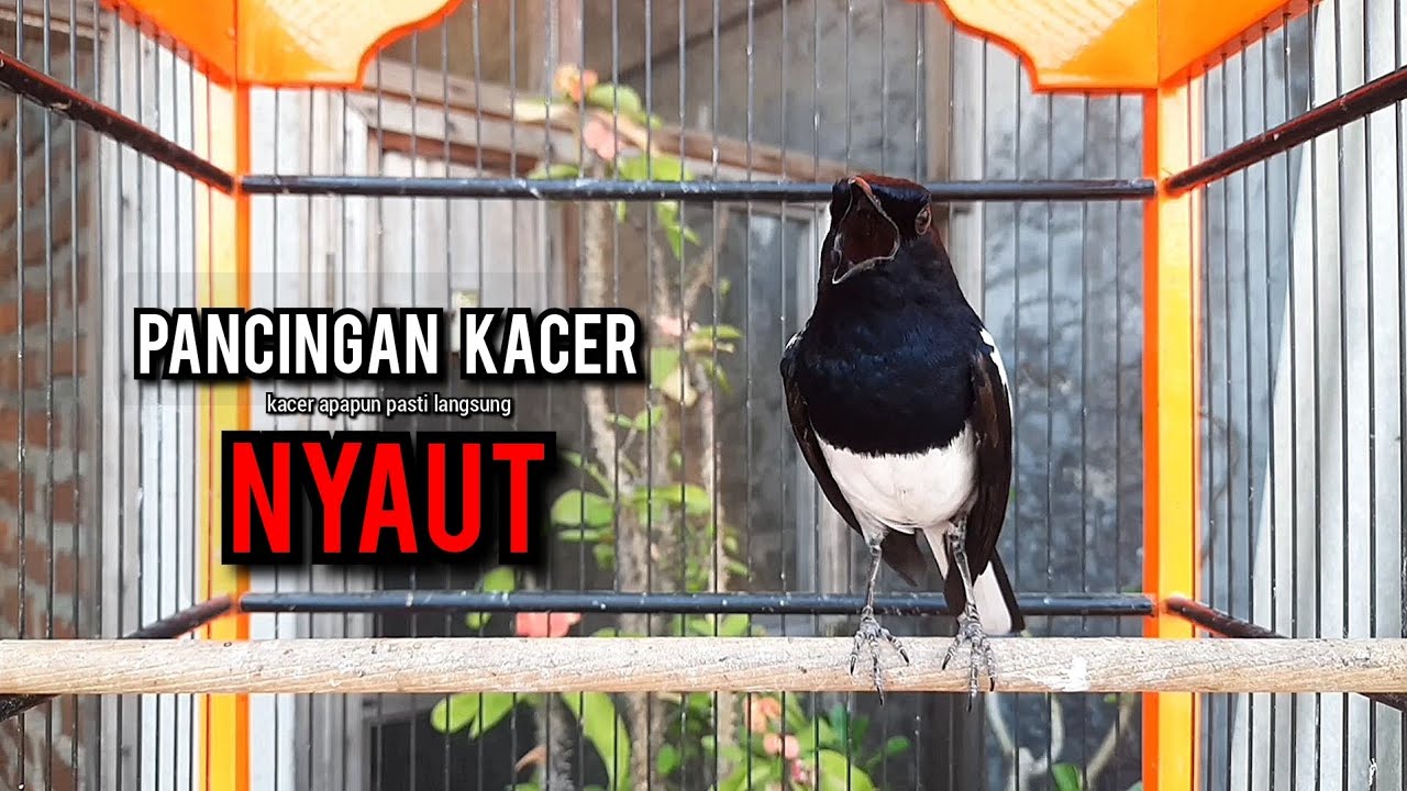 kacer gacor NGEPLONG tarung ini paling ampuh buat PANCINGAN KACER agar EMOSI