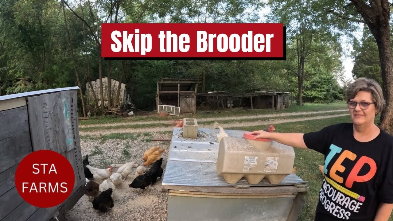 No Brooder? No Problem – Raising Baby Chicks With Hens