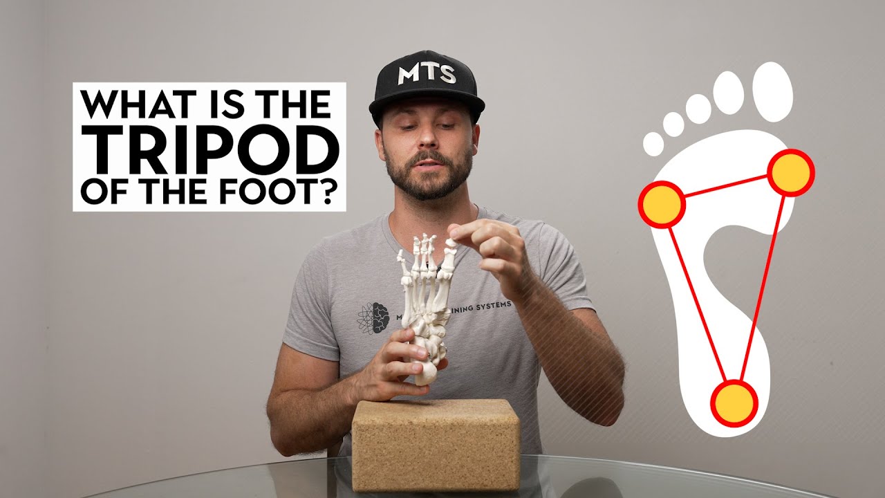 What is the tripod of the foot?