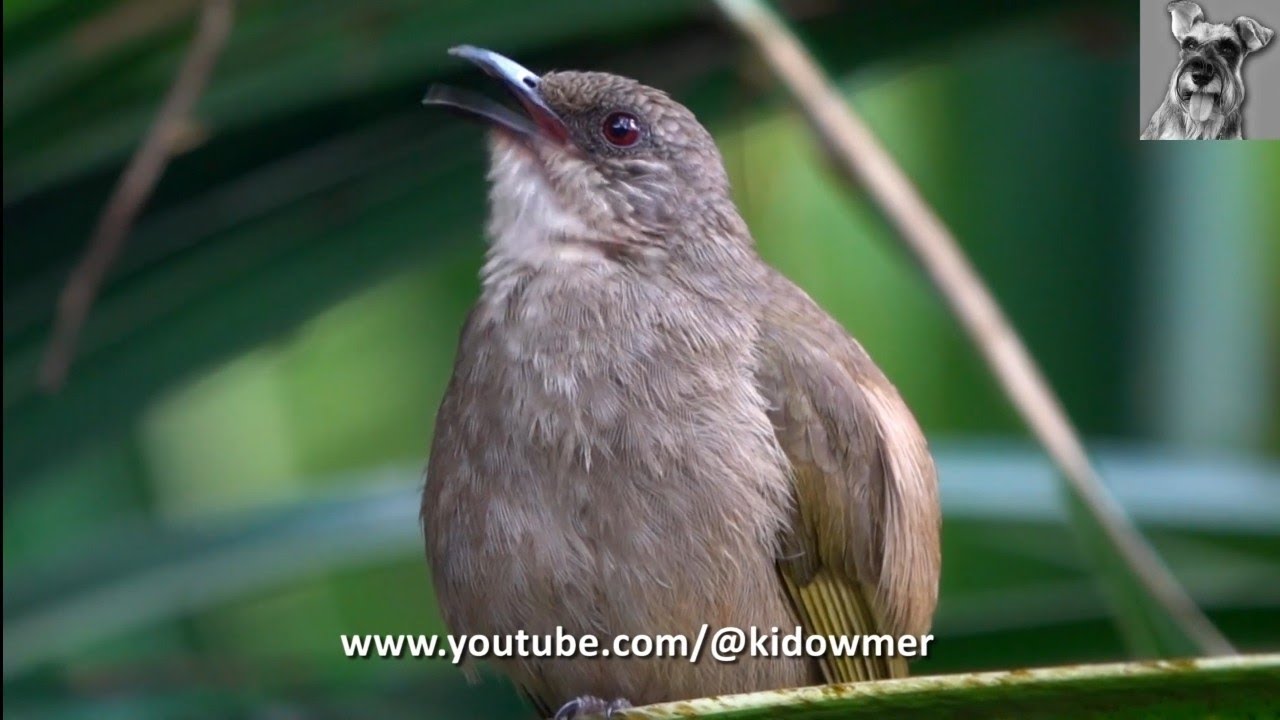 Bird Song: Singing OLIVE-WINGED BULBUL, Singapore