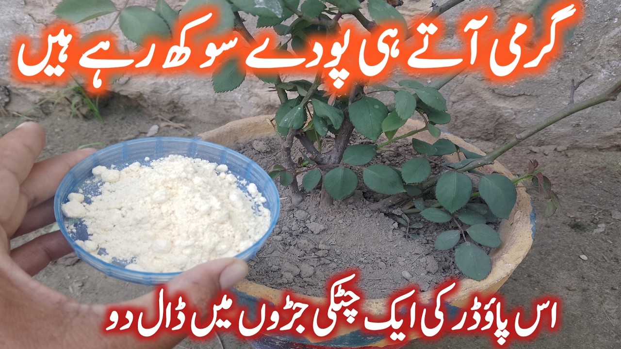 Best homemade organic fertilizer for plants || Sirf Ek Chutki Se Pode Harey