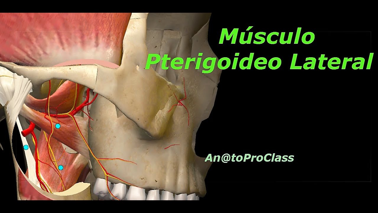 Músculo pterigoideo lateral