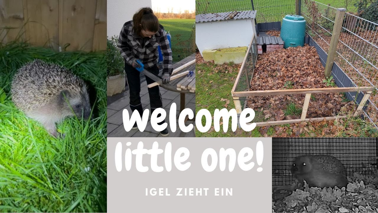 Igelhaus bauen 🦔 | Mein Igelgehege zum Überwintern ❄️