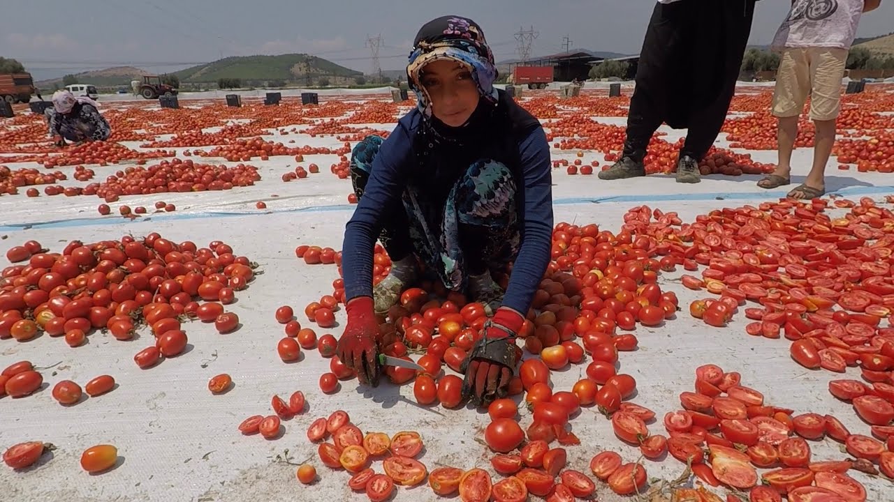 Kilo Fiyatı 5 Dolar Olan Kuru Domates Nasıl Yapılıyor ?