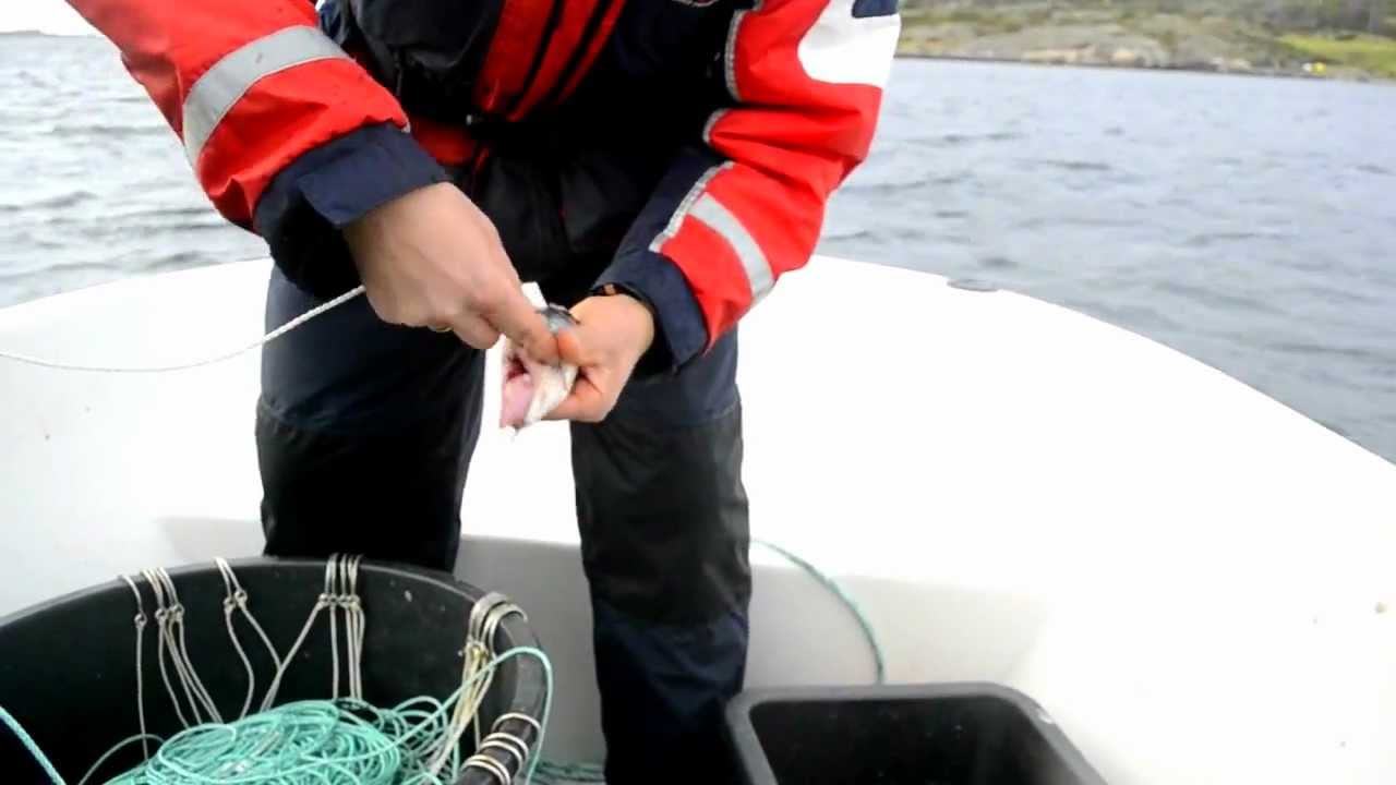 Halibutfishing/Kveitefisketur til Flatanger med Sportsfiskelandslinja