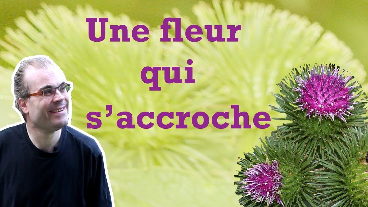 La bardane : une mauvaise herbe ?