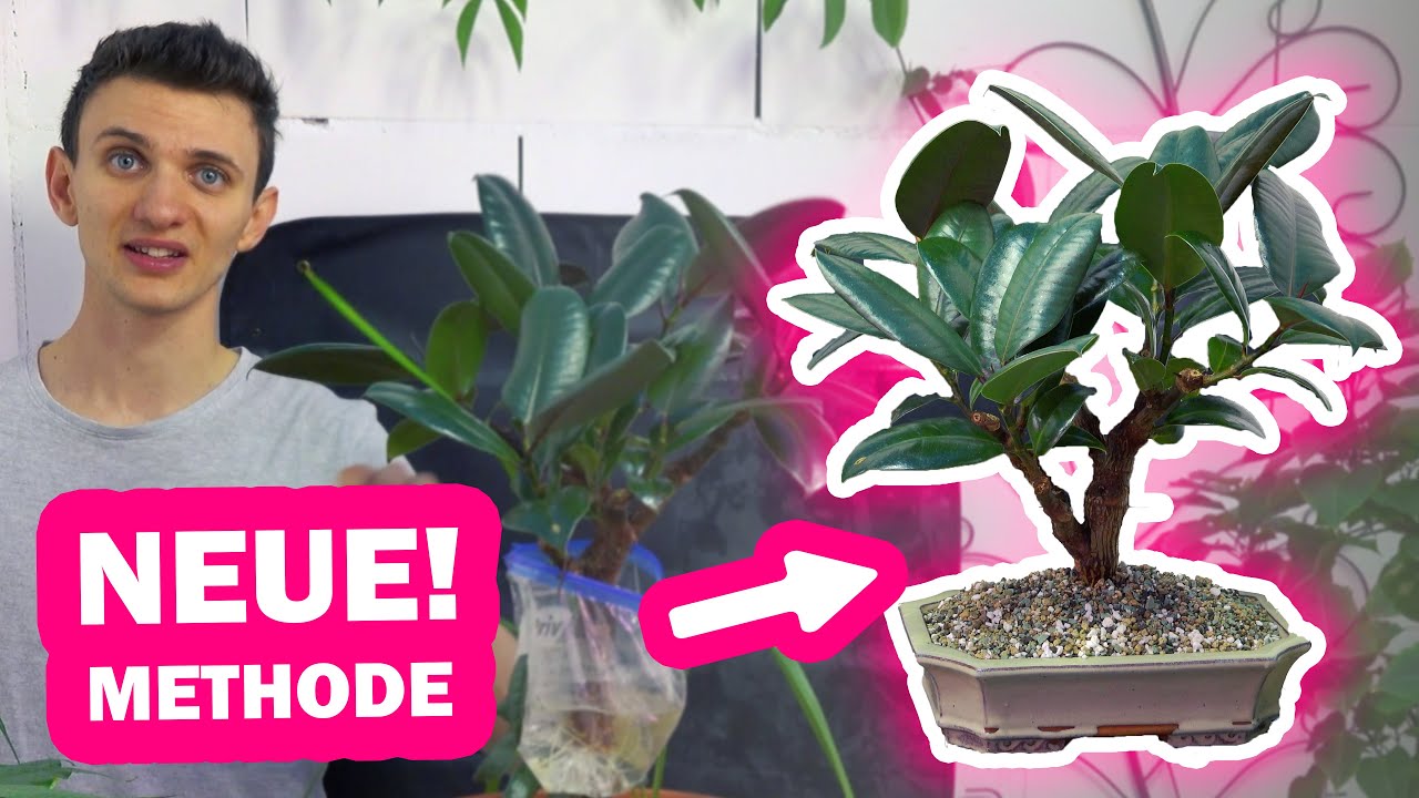 GUMMIBAUM Ficus Elastica BONSAI