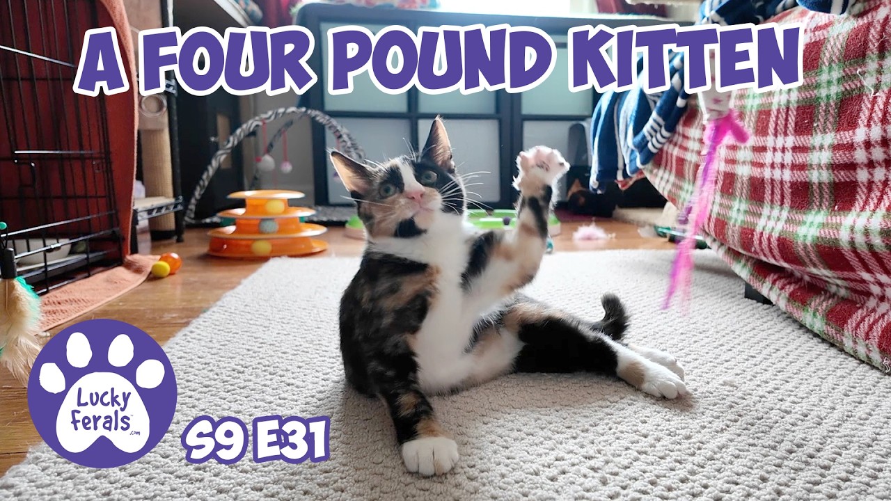 A Four Pound Kitten With The Loudest Purrs - Rescue Kitten Days 31 32 - Lucky Ferals Vlog S9 E31