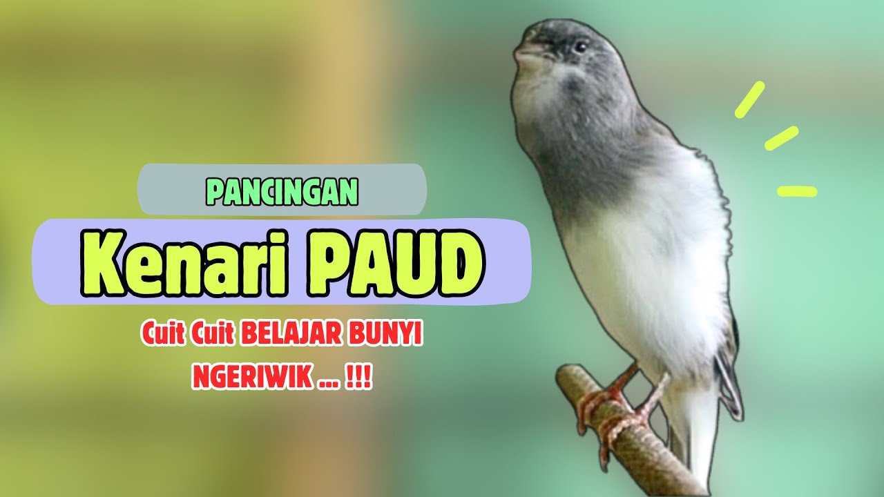 Cuit Cuit BUNYI !! Suara PANCINGAN Kenari PAUD Belajar BUNYI Ngeriwik || MASTERAN Kenari PAUD #284
