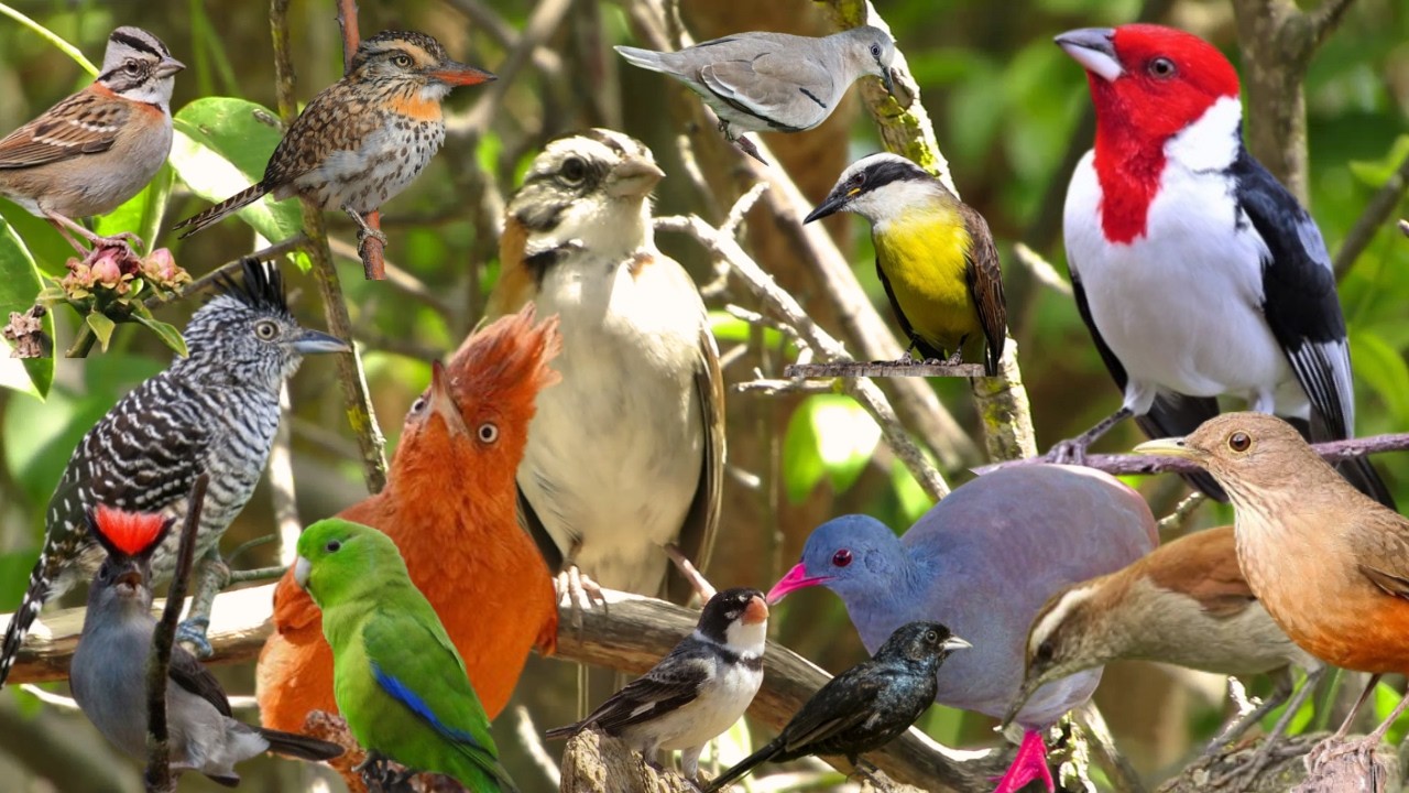 Observação na Caatinga: Diversidade de Aves em uma Manhã Incrível! Canto