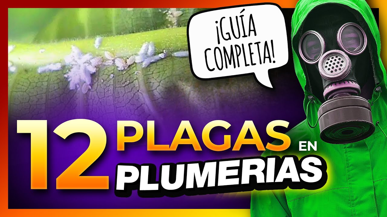 🪲🐛 PLAGAS de las PLUMERIAS ¿Cómo combatirlas? 🐞🐞🐞 #plagasenlasplumerias #plumerias