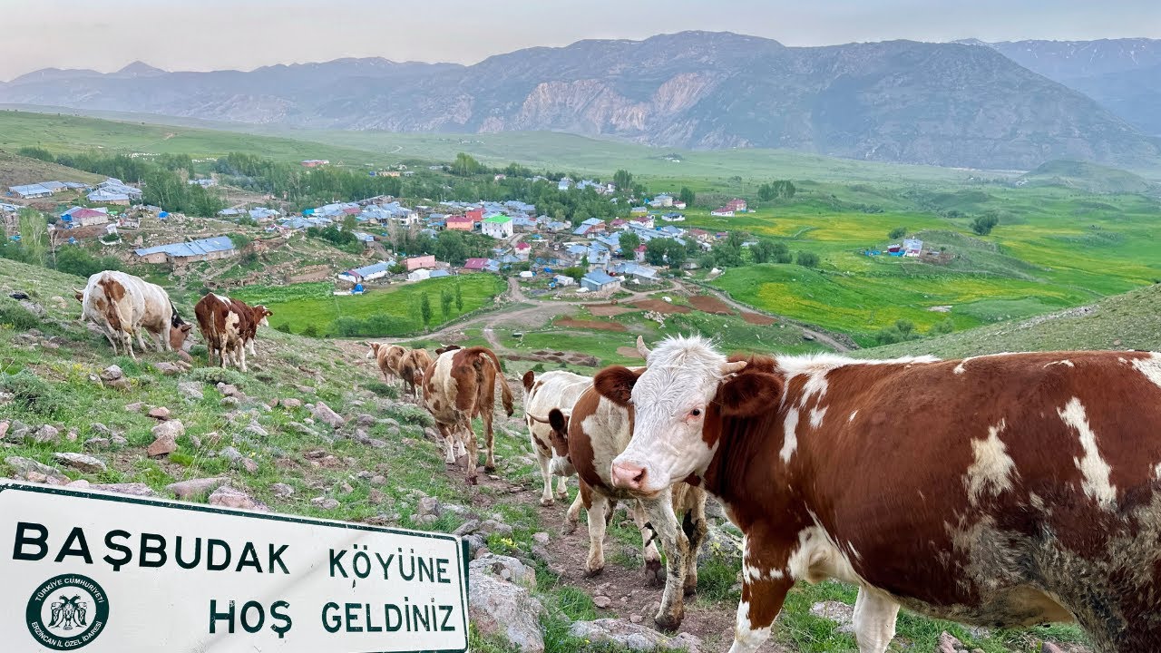 Dağların Ardında Saklı Bir Yaşam: Başbudak l Erzincan'da Doğal Köy Hayatı #73