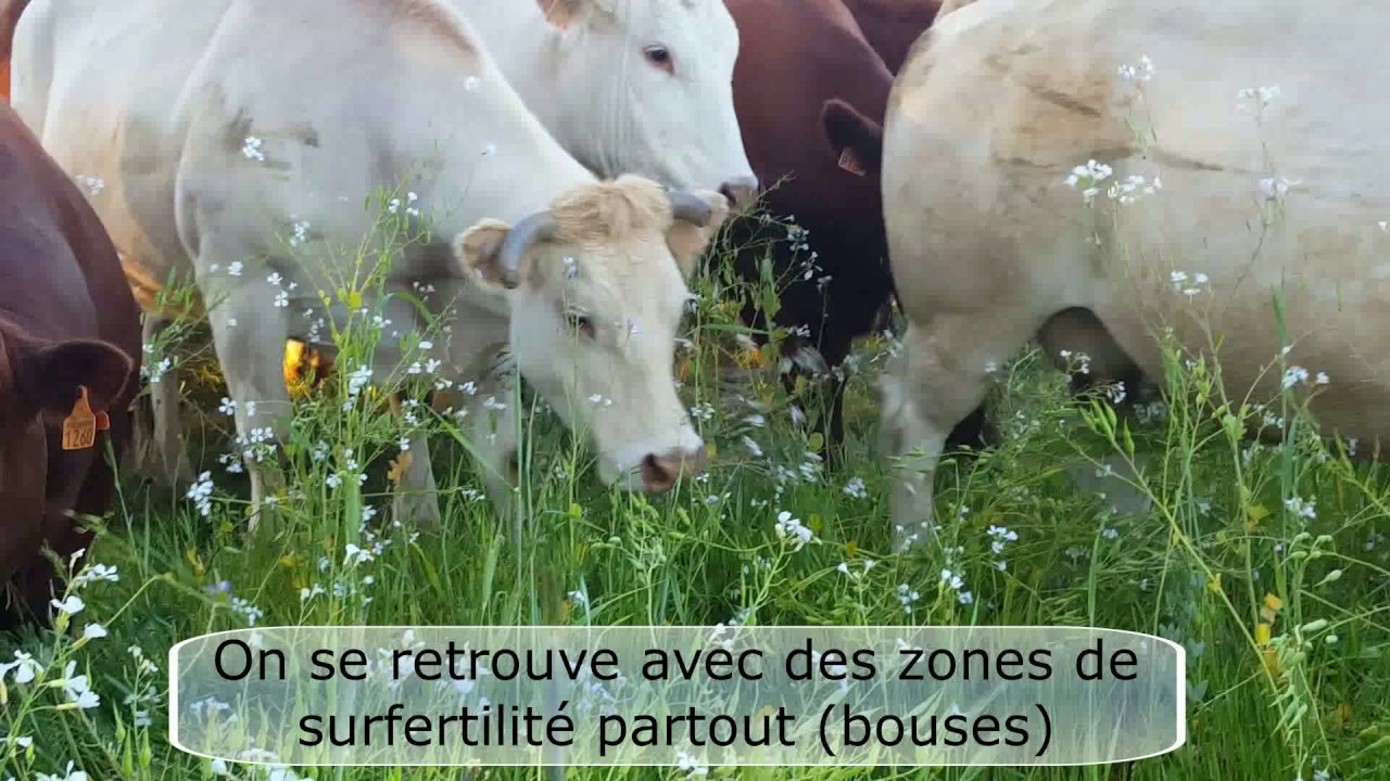 pâturage tournant