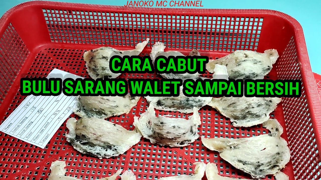 CARA CABUT SARANG WALET SAMPAI BERSIH /How to remove the swallow's nest until it's clean