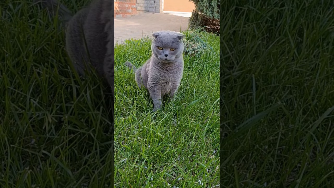 #успех #cat #мартин