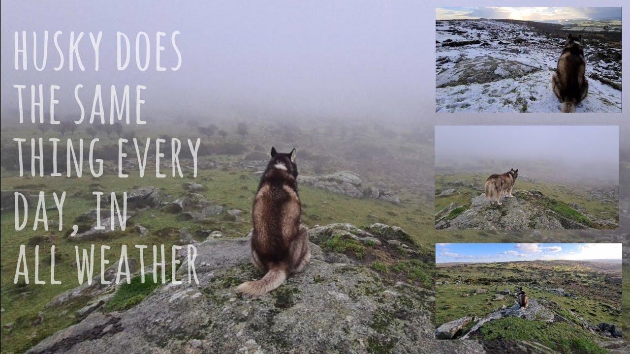 Every day this beautiful Husky does the same cute thing