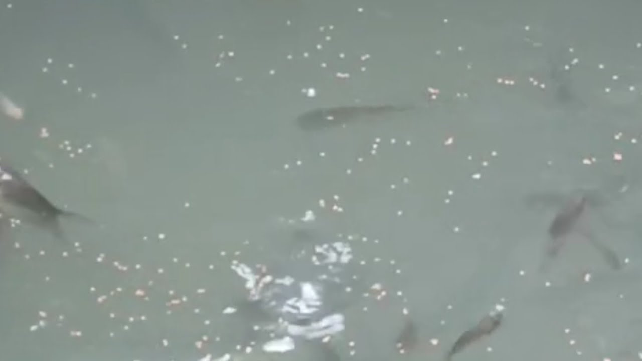 Segera Di Bukak Kolam Baru
