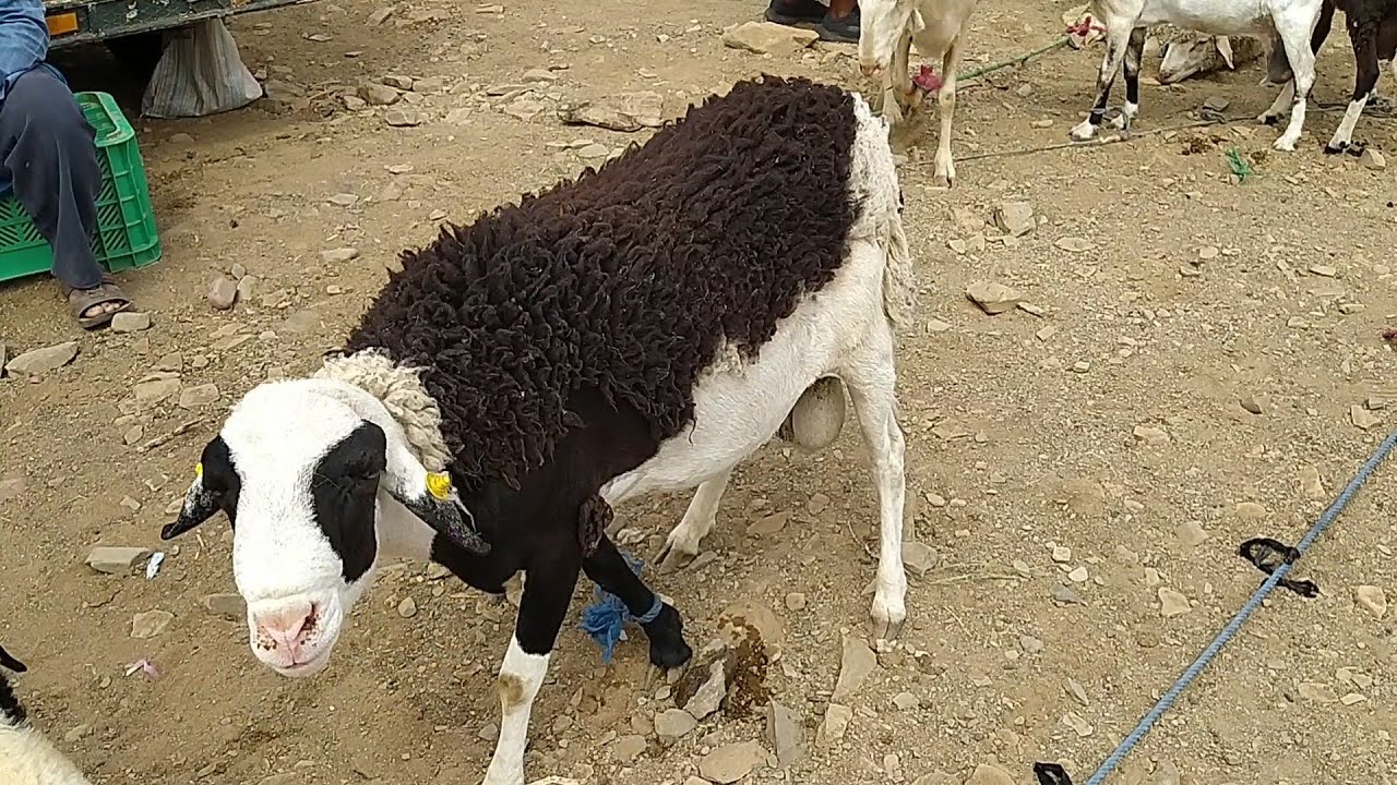 السوق الأسبوعي بأگدز زاگورة سلالة الدمان الملكية