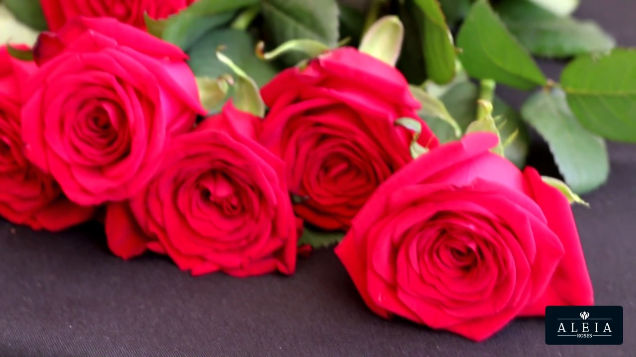 Hoe maakt u een bloemstuk met 20 rozen