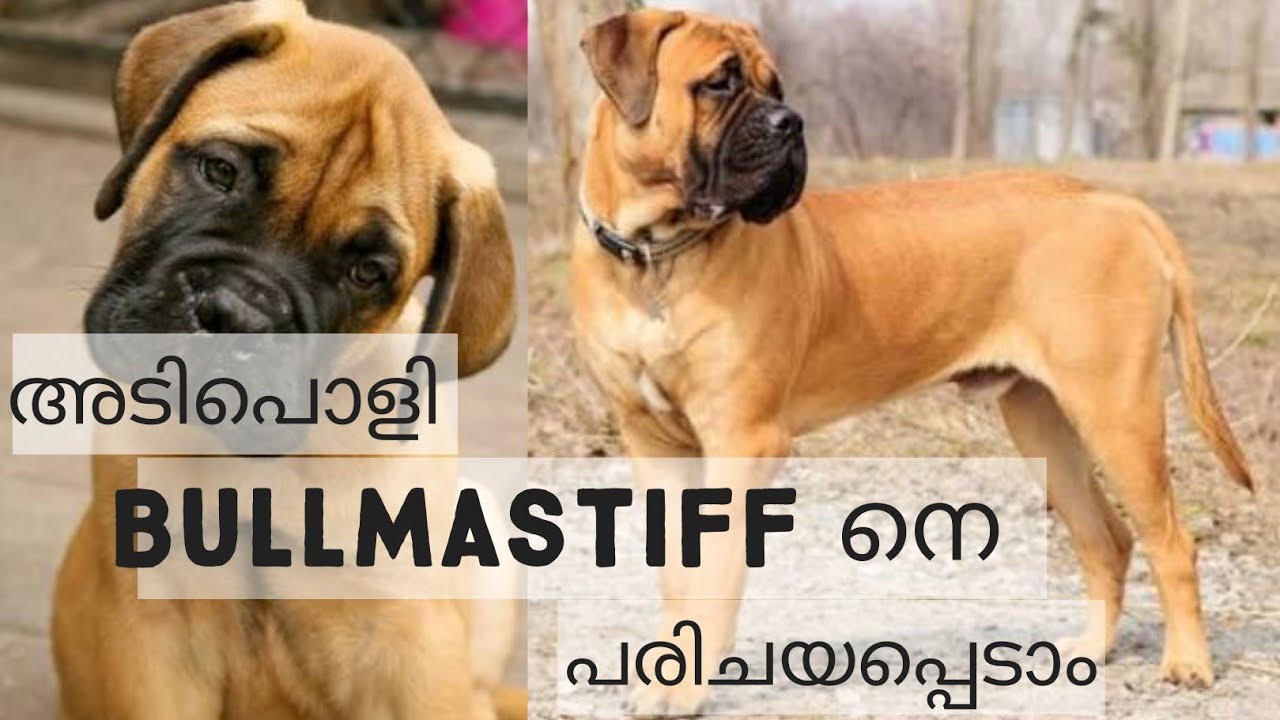 BULLMASTIFF | അടിപൊളി ഡോഗ് |Kennel | Farming