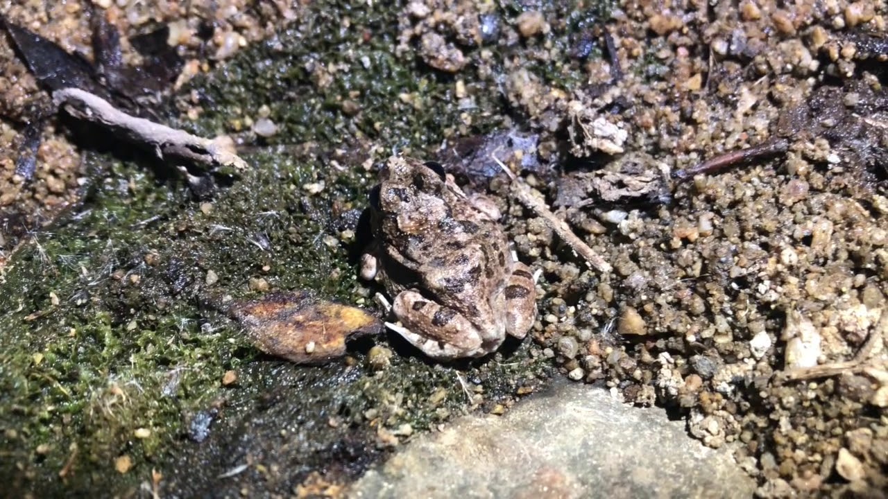 Discover the Parks - Finding Frogs at Simpsons Gap