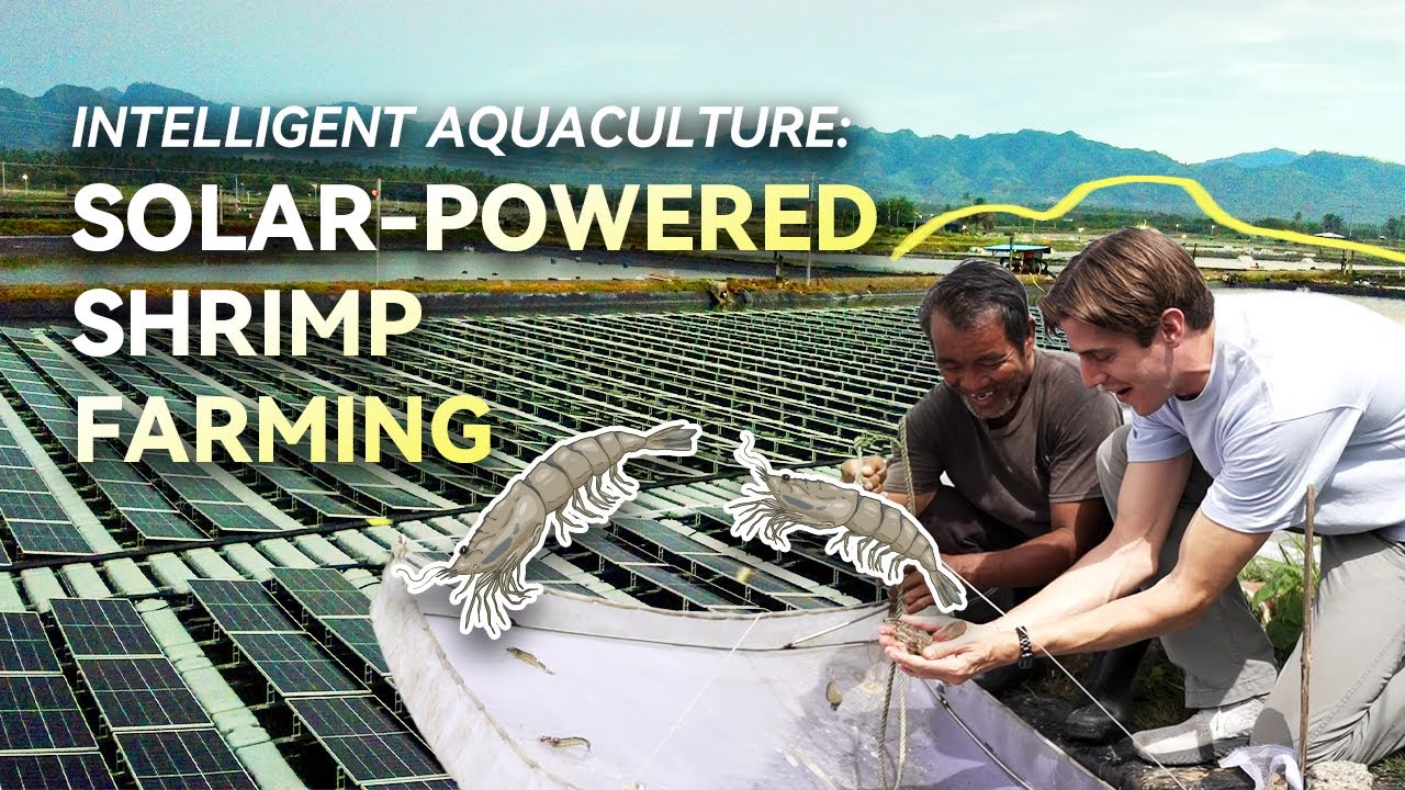 Intelligent Aquaculture: Solar-Powered Shrimp Farming