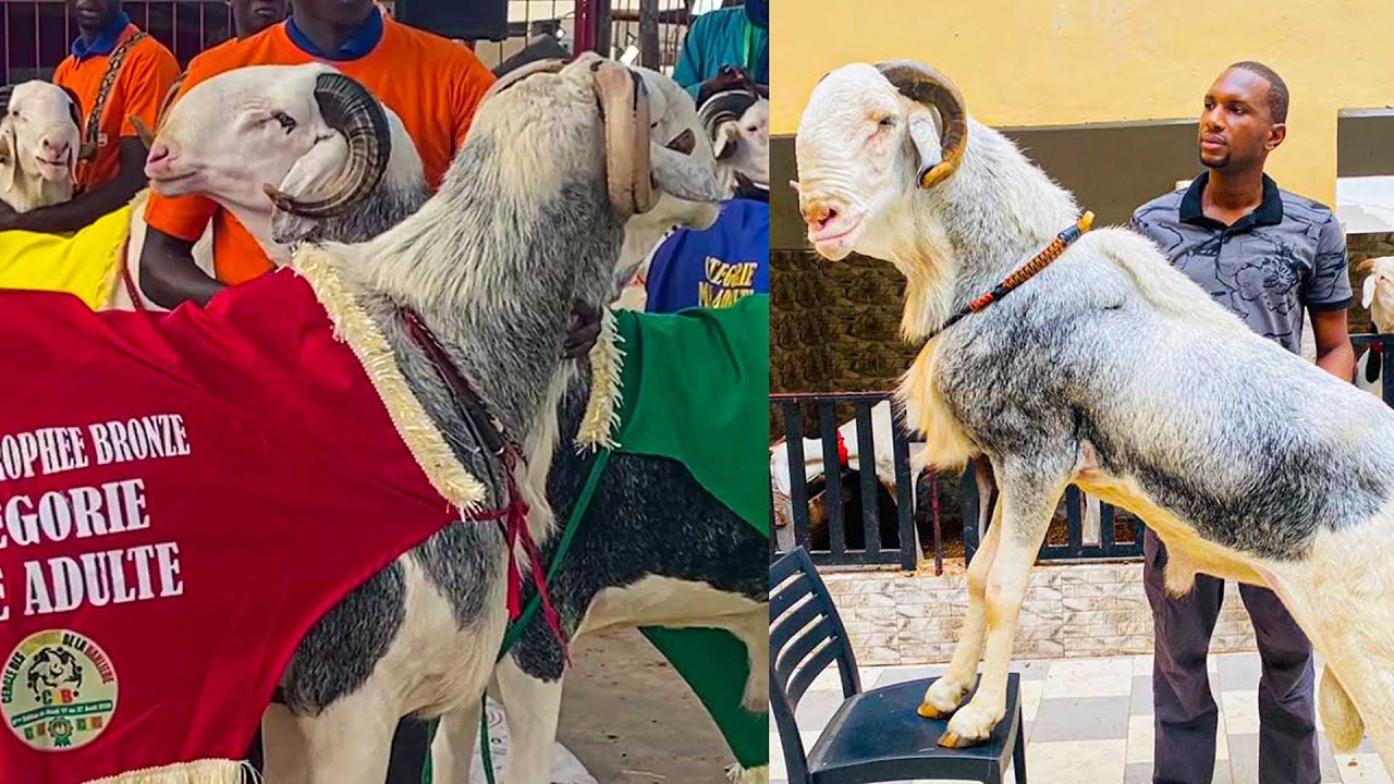 DE GAULL ET PENC MI LA PRODUCTION DE GAINDE ENFLAMME LA FOIRE