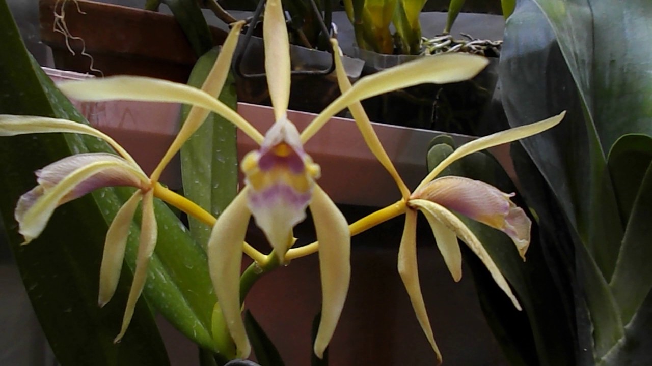 Cattleya iricolor