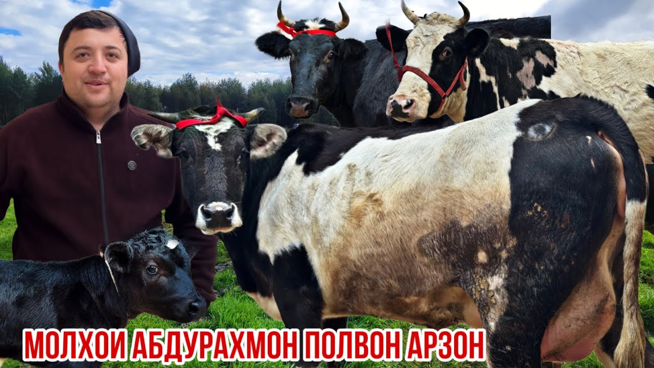 Абдураҳмон полвон коил кард нархҳои арзон 27 января 2026 г.