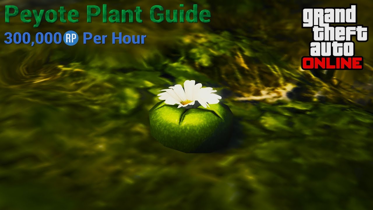 GTA Online - Optimized Peyote Plant Cycle for Fast RP (300K RP/Hour)