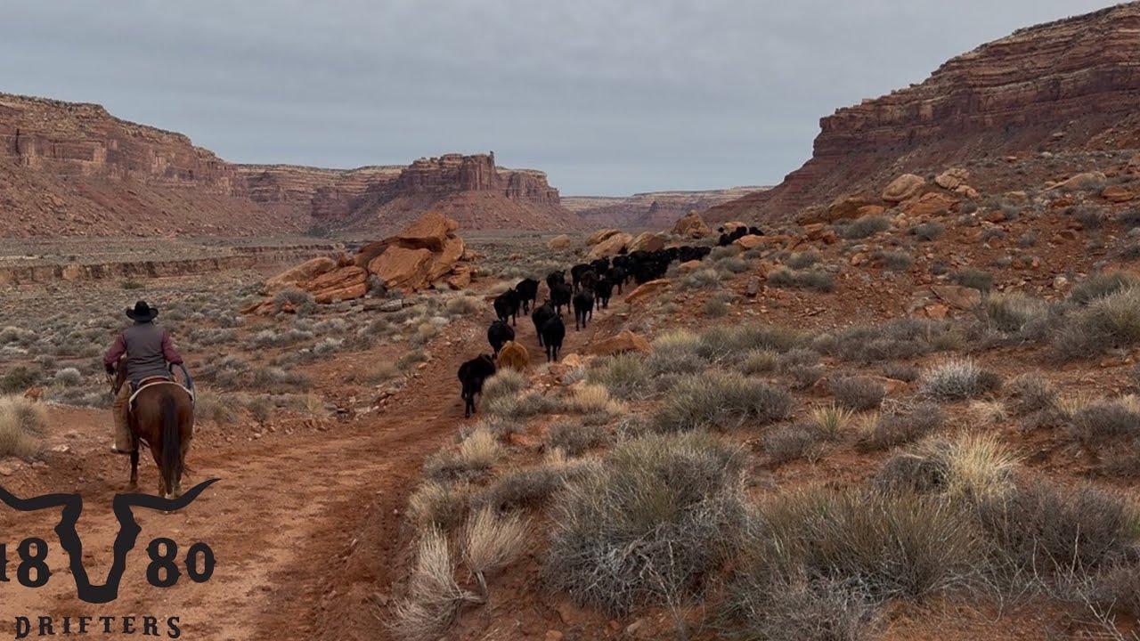 I Had To Move Cows On Foot?