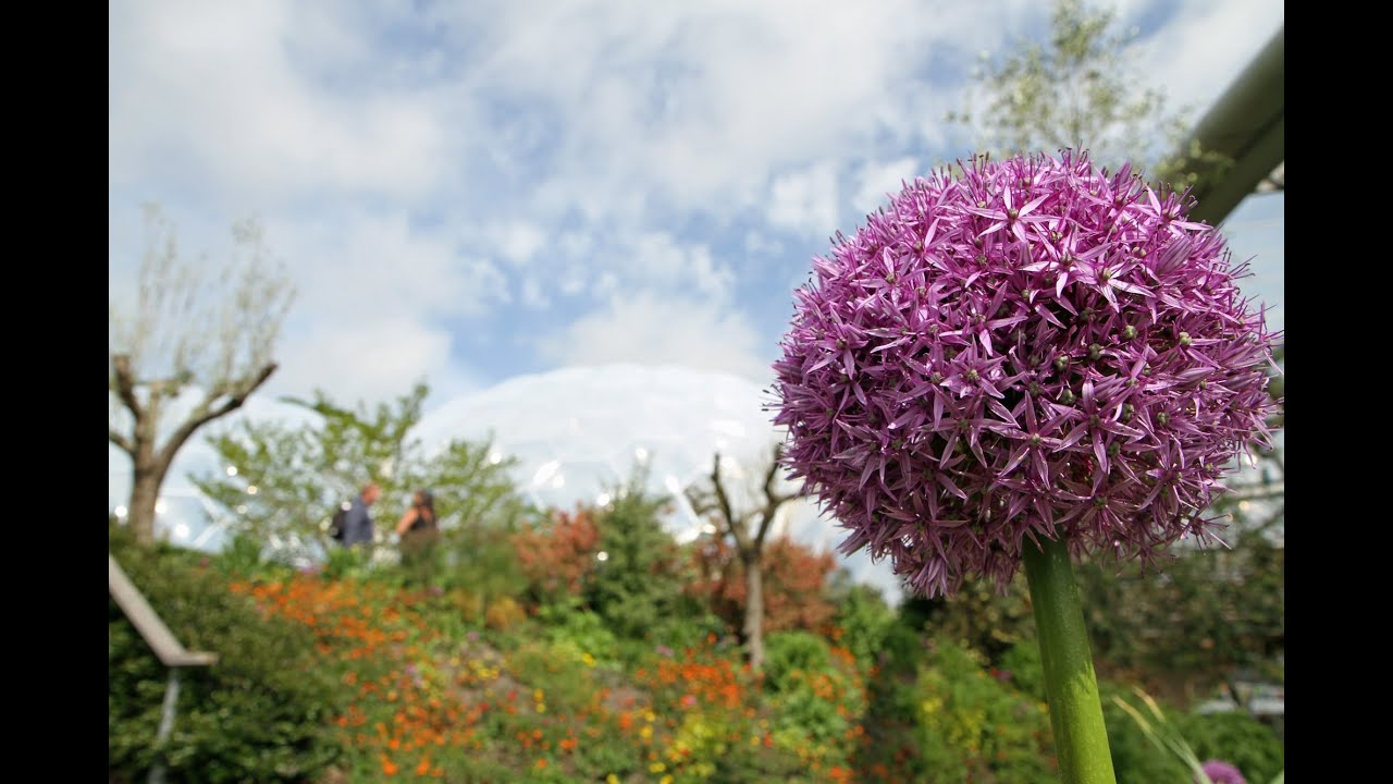 10 tips for gardeners in June from the Eden Project