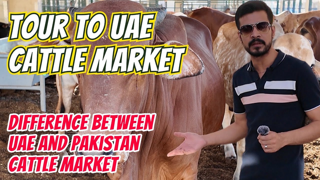 Tour To UAE Cattle Market 2024 | Difference Between UAE & Pakistan Cattle Market | Hindi/Urdu